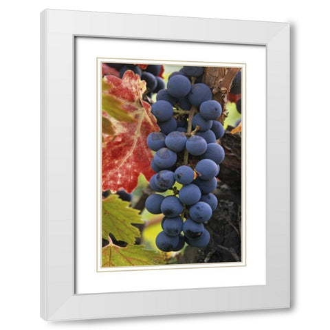 CA, Detail of Cabernet Sauvignon grapes White Modern Wood Framed Art Print with Double Matting by Flaherty, Dennis