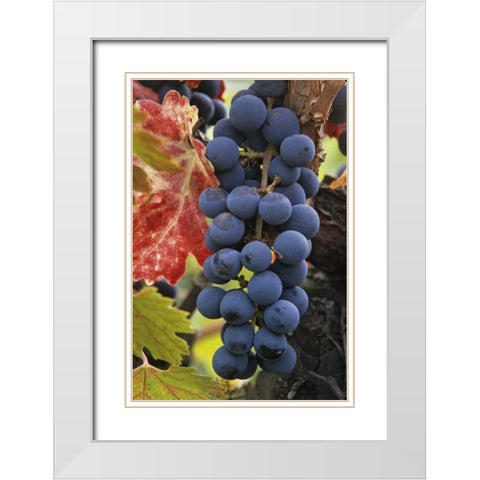 CA, Detail of Cabernet Sauvignon grapes White Modern Wood Framed Art Print with Double Matting by Flaherty, Dennis
