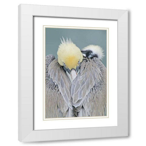 CA, La Jolla Brown pelican adult portrait White Modern Wood Framed Art Print with Double Matting by Morris, Arthur