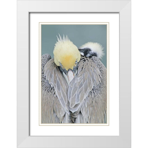 CA, La Jolla Brown pelican adult portrait White Modern Wood Framed Art Print with Double Matting by Morris, Arthur