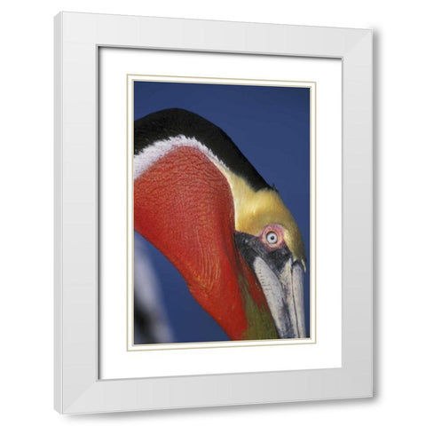 CA, La Jolla Brown pelican in breeding plumage White Modern Wood Framed Art Print with Double Matting by Morris, Arthur
