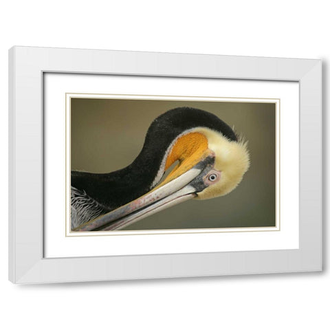 California, La Jolla Brown pelican preening White Modern Wood Framed Art Print with Double Matting by Morris, Arthur