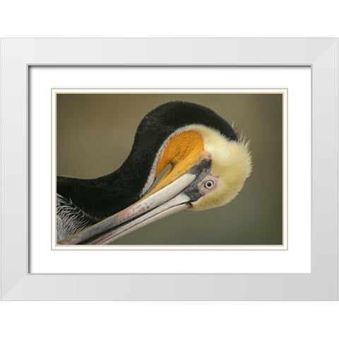 California, La Jolla Brown pelican preening White Modern Wood Framed Art Print with Double Matting by Morris, Arthur