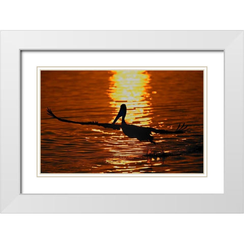 CA, Bolsa Chica Lagoon Brown pelican takes off White Modern Wood Framed Art Print with Double Matting by Morris, Arthur