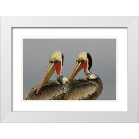 CA, La Jolla Brown pelicans preening in rhythm White Modern Wood Framed Art Print with Double Matting by Morris, Arthur