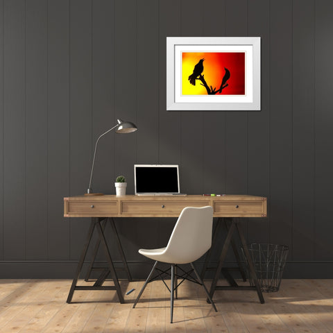 CA, Salton Sea NWR Great-tailed grackles White Modern Wood Framed Art Print with Double Matting by Morris, Arthur