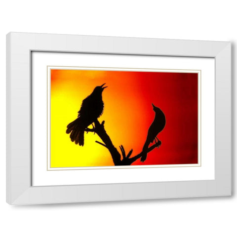 CA, Salton Sea NWR Great-tailed grackles White Modern Wood Framed Art Print with Double Matting by Morris, Arthur