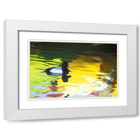 CA, Coronado Lesser scaup in water reflections White Modern Wood Framed Art Print with Double Matting by Morris, Arthur