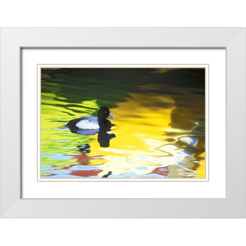 CA, Coronado Lesser scaup in water reflections White Modern Wood Framed Art Print with Double Matting by Morris, Arthur