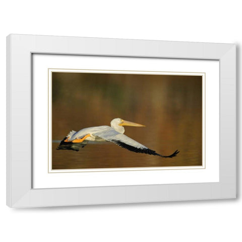 CA, Santee Lakes Park White pelican in flight White Modern Wood Framed Art Print with Double Matting by Morris, Arthur