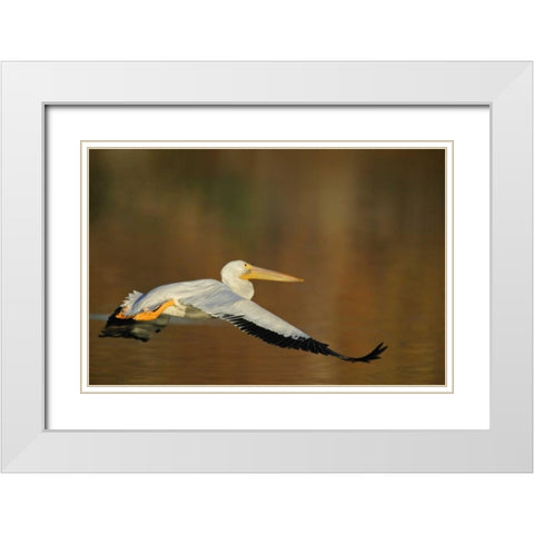 CA, Santee Lakes Park White pelican in flight White Modern Wood Framed Art Print with Double Matting by Morris, Arthur