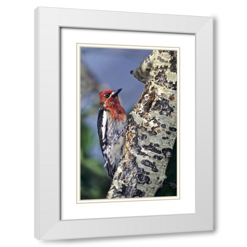 CA, Eastern Sierras, Male red-breasted sapsucker White Modern Wood Framed Art Print with Double Matting by Welling, Dave