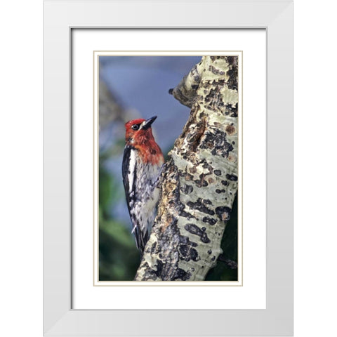 CA, Eastern Sierras, Male red-breasted sapsucker White Modern Wood Framed Art Print with Double Matting by Welling, Dave