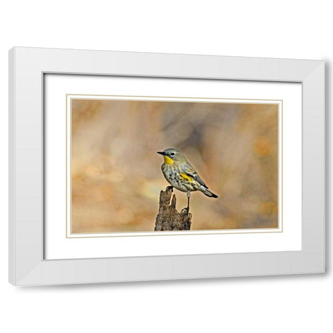 CA, Los Angeles Male yellow-rumped warbler White Modern Wood Framed Art Print with Double Matting by Welling, Dave