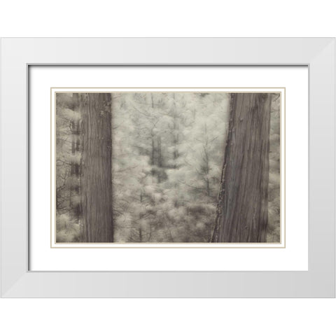 CA, Yosemite Pine trees in a snowstorm White Modern Wood Framed Art Print with Double Matting by Anon, Josh