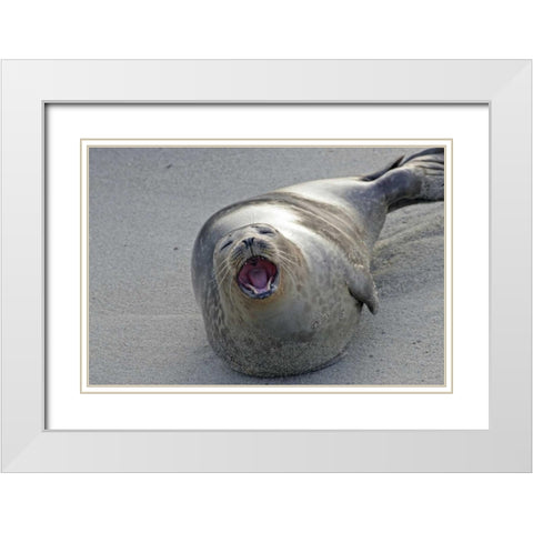 CA, San Diego Co Harbor seal yawning on beach White Modern Wood Framed Art Print with Double Matting by Illg, Cathy and Gordon