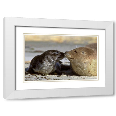 CA, La Jolla Wild harbor seal mother and pup White Modern Wood Framed Art Print with Double Matting by Welling, Dave