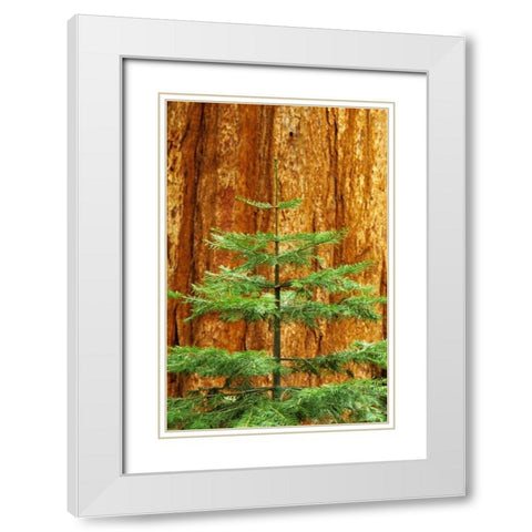 CA, Yosemite Sequoia tree in the Mariposa Grove White Modern Wood Framed Art Print with Double Matting by Flaherty, Dennis