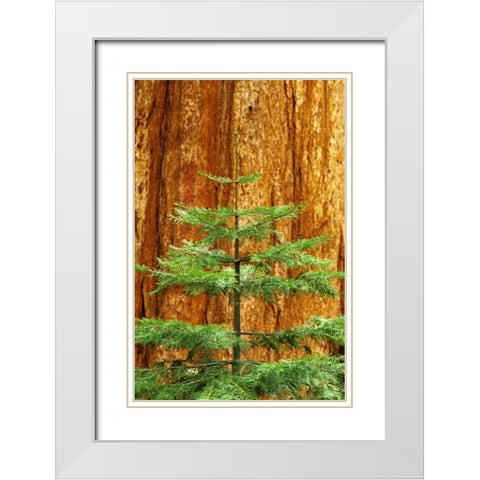 CA, Yosemite Sequoia tree in the Mariposa Grove White Modern Wood Framed Art Print with Double Matting by Flaherty, Dennis