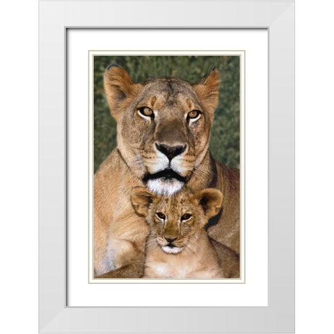 CA, Los Angeles, African lioness mother and cub White Modern Wood Framed Art Print with Double Matting by Welling, Dave