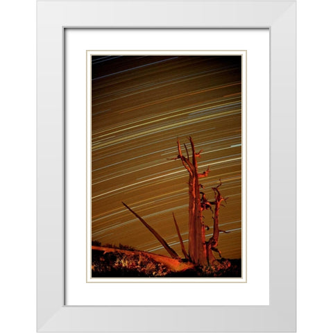 CA, Inyo NF, White Mts Star trails over pine White Modern Wood Framed Art Print with Double Matting by Welling, Dave