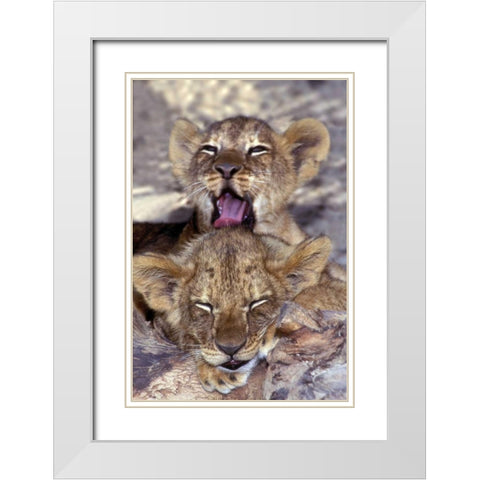 CA, Los Angeles Co, African lion cubs White Modern Wood Framed Art Print with Double Matting by Welling, Dave
