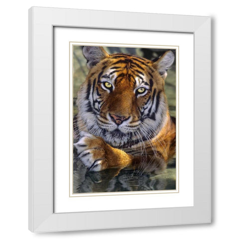 CA, Los Angeles Co, Bengal tiger in water White Modern Wood Framed Art Print with Double Matting by Welling, Dave