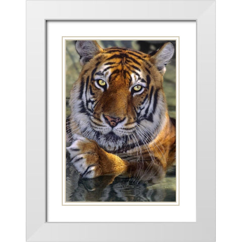 CA, Los Angeles Co, Bengal tiger in water White Modern Wood Framed Art Print with Double Matting by Welling, Dave