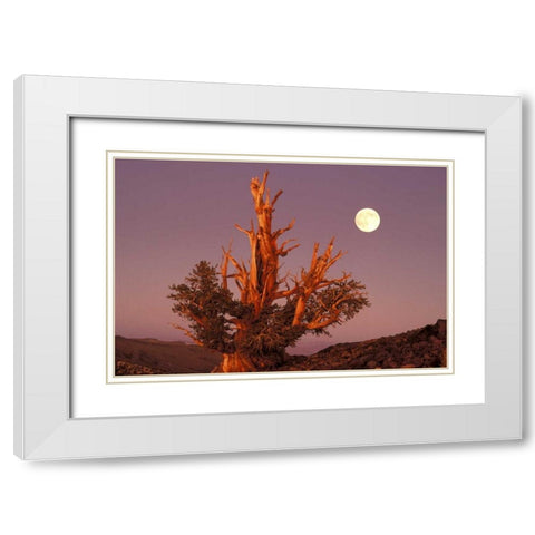CA, Inyo NF, Full moon rising in Pine Forest White Modern Wood Framed Art Print with Double Matting by Welling, Dave
