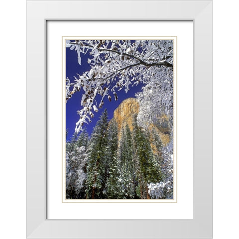 CA, Yosemite El Capitan framed by oaks in winter White Modern Wood Framed Art Print with Double Matting by Welling, Dave