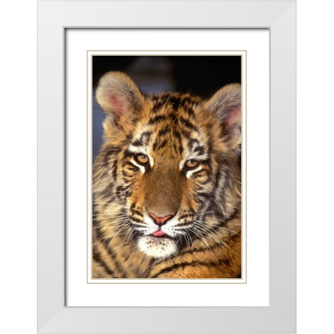CA, Los Angeles Co, Portrait of Bengal tiger cub White Modern Wood Framed Art Print with Double Matting by Welling, Dave
