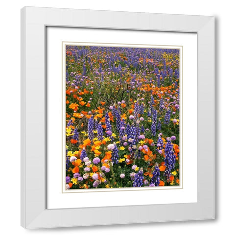 CA, Gorman Field of poppies and lupine flowers White Modern Wood Framed Art Print with Double Matting by Welling, Dave