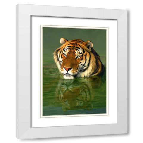 CA, Los Angeles Co, Bengal tiger in water White Modern Wood Framed Art Print with Double Matting by Welling, Dave