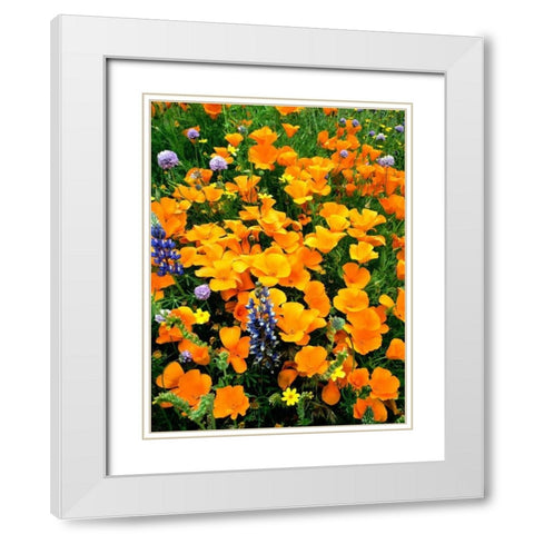 CA, Gorman Field of poppies and Lupines White Modern Wood Framed Art Print with Double Matting by Welling, Dave
