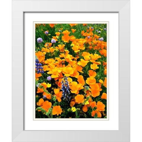 CA, Gorman Field of poppies and Lupines White Modern Wood Framed Art Print with Double Matting by Welling, Dave