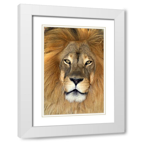 CA, Los Angeles Co, African lion White Modern Wood Framed Art Print with Double Matting by Welling, Dave