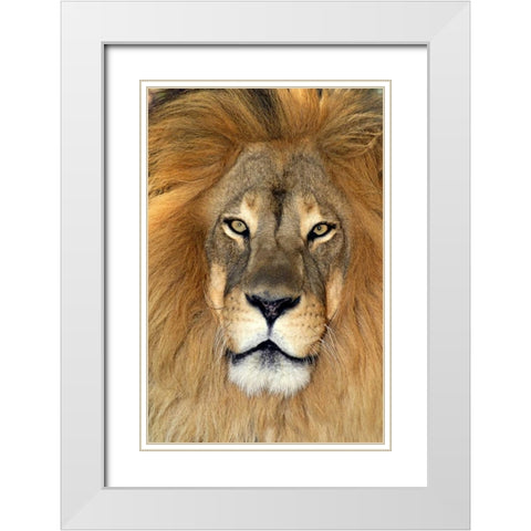 CA, Los Angeles Co, African lion White Modern Wood Framed Art Print with Double Matting by Welling, Dave
