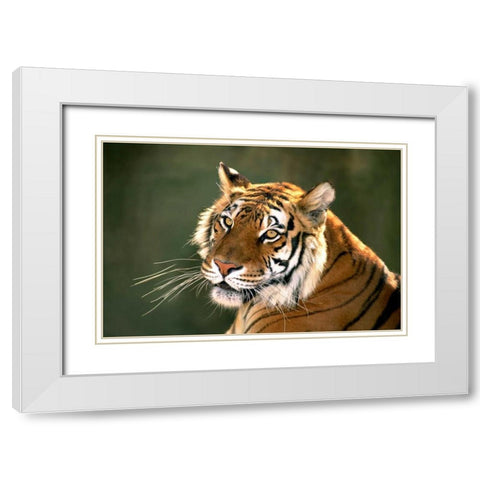 CA, Los Angeles Co, Portrait of Bengal tiger White Modern Wood Framed Art Print with Double Matting by Welling, Dave