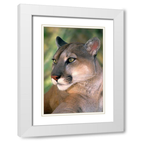 CA, Los Angeles Co, Portrait of mountain lion White Modern Wood Framed Art Print with Double Matting by Welling, Dave