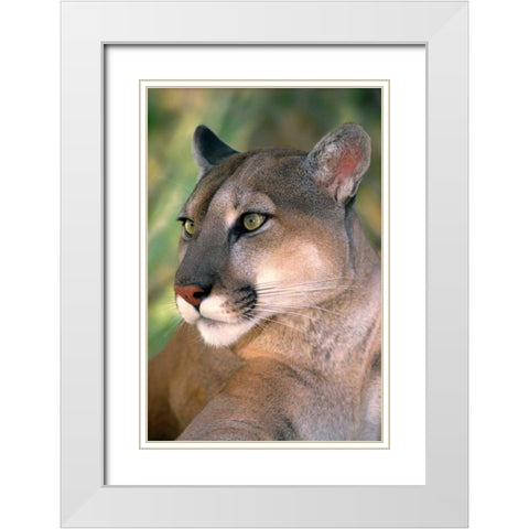 CA, Los Angeles Co, Portrait of mountain lion White Modern Wood Framed Art Print with Double Matting by Welling, Dave