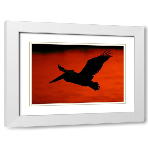 CA, Bolsa Chica Lagoon Brown pelican flying White Modern Wood Framed Art Print with Double Matting by Morris, Arthur