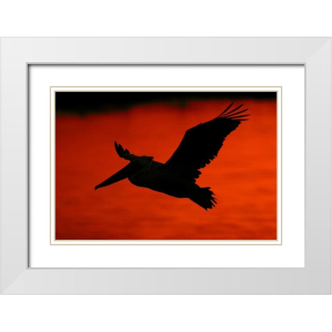 CA, Bolsa Chica Lagoon Brown pelican flying White Modern Wood Framed Art Print with Double Matting by Morris, Arthur