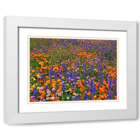CA, Gorman Field of colorful flowers White Modern Wood Framed Art Print with Double Matting by Welling, Dave