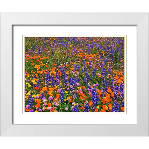 CA, Gorman Field of colorful flowers White Modern Wood Framed Art Print with Double Matting by Welling, Dave