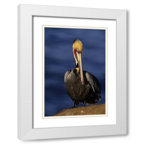 CA, La Jolla Beach California brown pelican White Modern Wood Framed Art Print with Double Matting by Williams, Joanne