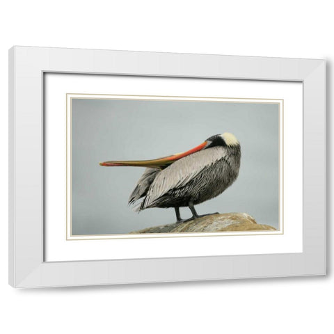 CA, La Jolla Brown pelican performs behavior White Modern Wood Framed Art Print with Double Matting by Morris, Arthur