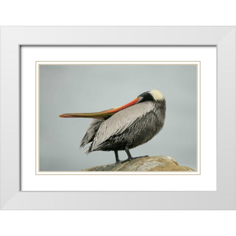 CA, La Jolla Brown pelican performs behavior White Modern Wood Framed Art Print with Double Matting by Morris, Arthur