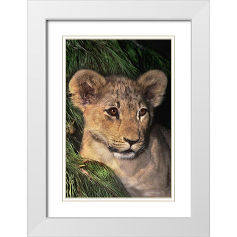 CA, Los Angeles Co, African lion cub White Modern Wood Framed Art Print with Double Matting by Welling, Dave