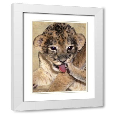 CA, Los Angeles Co, African lion cub playing White Modern Wood Framed Art Print with Double Matting by Welling, Dave