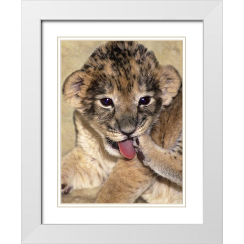 CA, Los Angeles Co, African lion cub playing White Modern Wood Framed Art Print with Double Matting by Welling, Dave